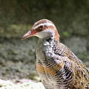 Buff-Banded Rail (Hypotaenidia philippensis)