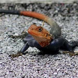 Peter's Rock Agama (Agama picticauda) male - wild