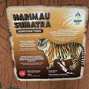 Sumatran Tiger Sign - Tiger Show