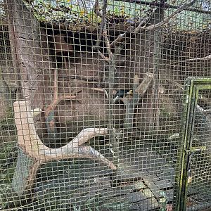 Wreathed Hornbill Aviary #2