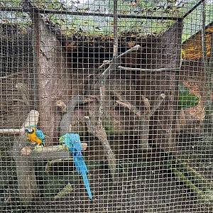 Blue-and-yellow Macaw Aviary #2