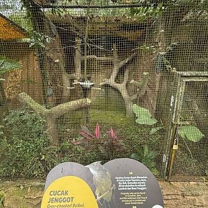 Grey-cheeked Bulbul Aviary
