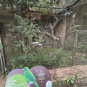 Greater Green Leafbird Aviary