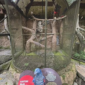 Pesquet’s Parrot Aviary