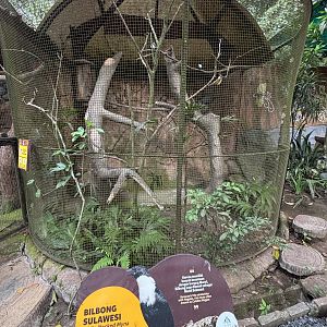 White-necked Myna Aviary