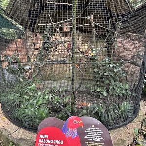 Violet-necked Lory Aviary