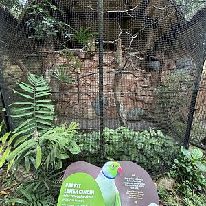 Rose-ringed Parakeet Aviary