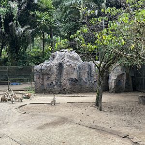 Agile Wallaby Exhibit