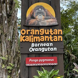 Bornean Orangutan Exhibit Sign