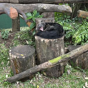 Yawning Binturong