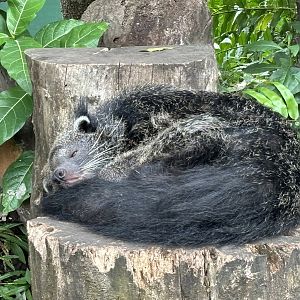 Binturong
