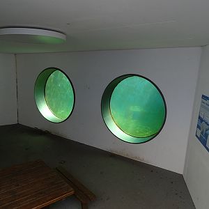 Polar bear underwater viewing