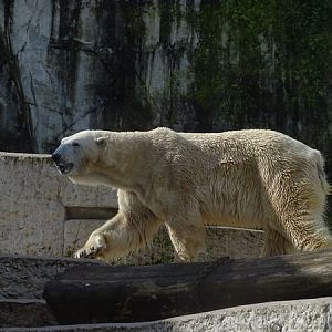 Polar bear (Ursus maritimus)