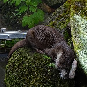 Asian small-clawed otter (Aonyx cinereus)