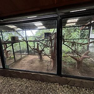 Small-toothed Palm Civet Exhibits