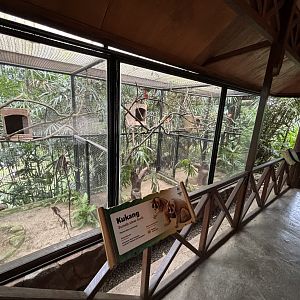 Sunda Slow Loris + Tarsier Exhibits