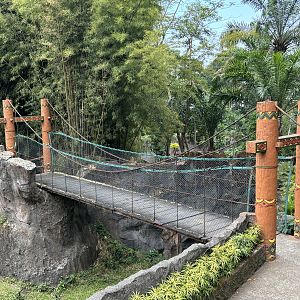 Visitor Bridge - over Lion exhibit!
