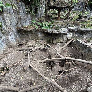 Javan Porcupine Exhibit