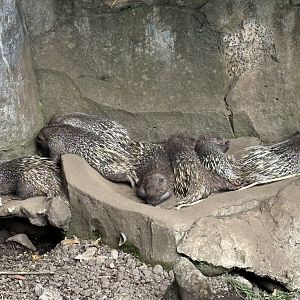 Javan Porcupines