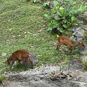 Barking Deer