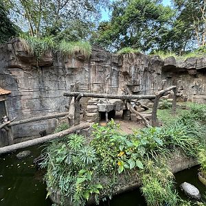 Mandrill Exhibit