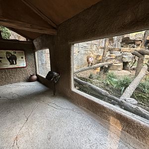Mandrill Exhibit