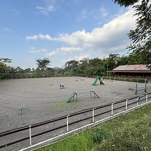 Dog Obstacle Course?