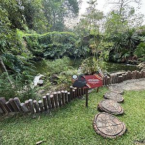 Black Swan Exhibit (in macropod walk-through)