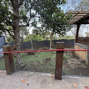 Common Wombat Exhibit