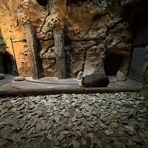 Common Wombat Indoor Exhibit