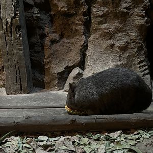 Common Wombat