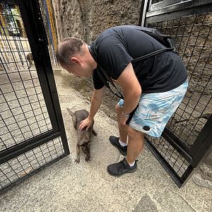 Zoo Nerd + Dusky Pademelon