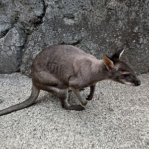 Dusky Pademelon