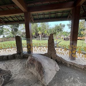 Common Wombat Exhibit