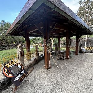 Common Wombat Exhibit