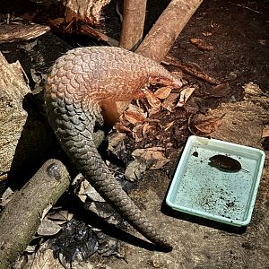 Prigen Conservation Breeding Ark - Pangolin