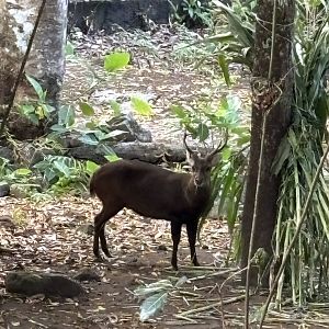 Bawean Deer