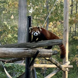 Red Panda