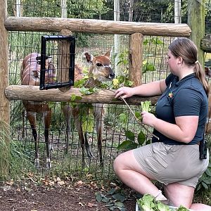 Sitatunga Feeding