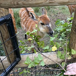 Sitatunga Feeding