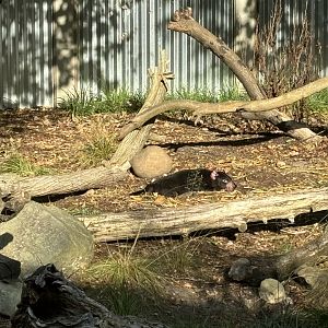 Tasmanian Devil