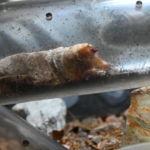 Eastern Mole (Scalopus aquaticus)