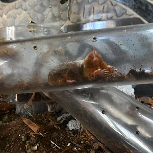 Eastern Mole (Scalopus aquaticus)