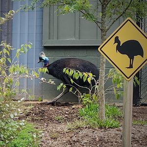 Southern Cassowary (Casuarius casuarius)