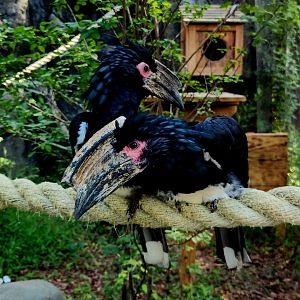 Trumpeter Hornbills (Bycanistes bucinator)