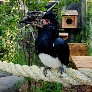 Female Trumpeter Hornbill (Bycanistes bucinator)