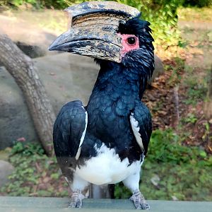 Male Trumpeter Hornbill (Bycanistes bucinator)