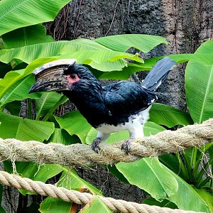 Male Trumpeter Hornbill (Bycanistes bucinator)