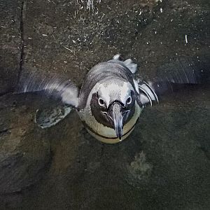 African Penguin (Spheniscus demersus)