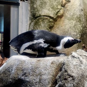 African Penguin (Spheniscus demersus)